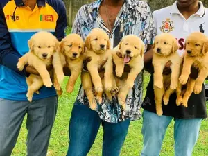 Golden Retriever Puppies