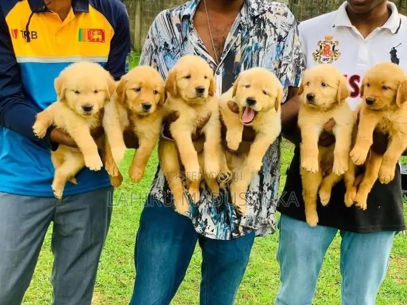 Golden Retriever Puppies