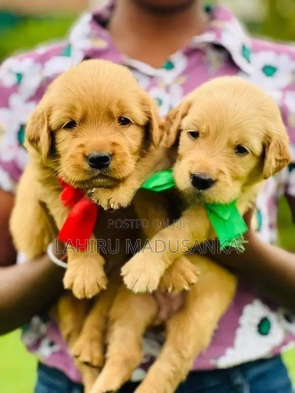 Golden Retriever Puppies