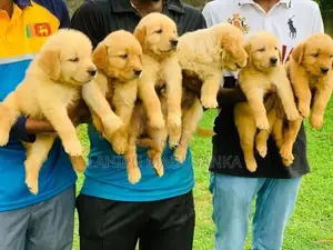 Golden Retriever Puppies
