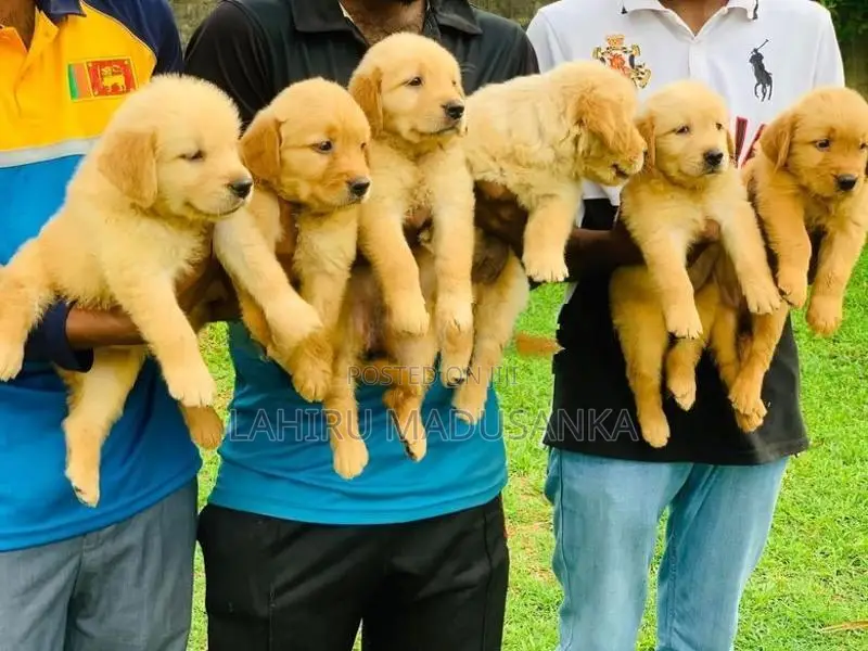 Golden Retriever Puppies
