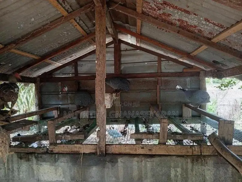 Kini Koli