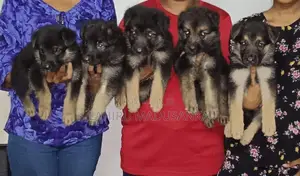 German Shepherd Puppies