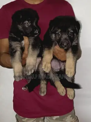German Shepherd Puppies
