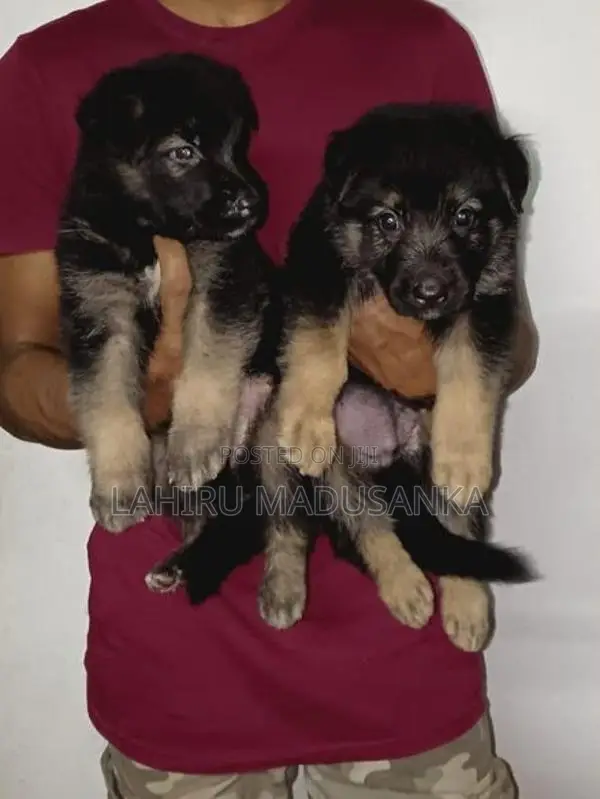 German Shepherd Puppies