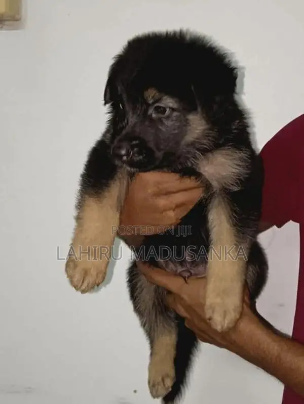 German Shepherd Puppies