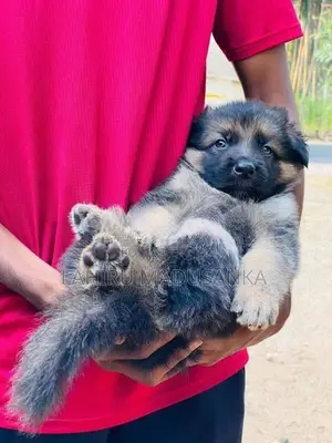 German Shepherd Puppies