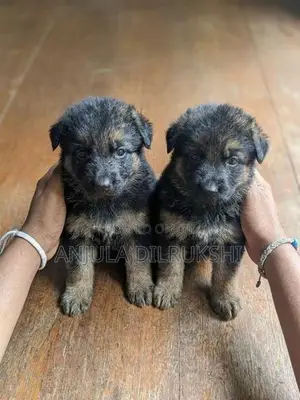 German Shepherd Puppy