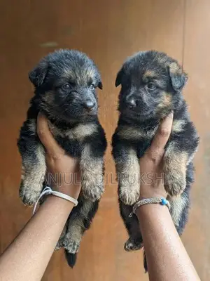 German Shepherd Puppy
