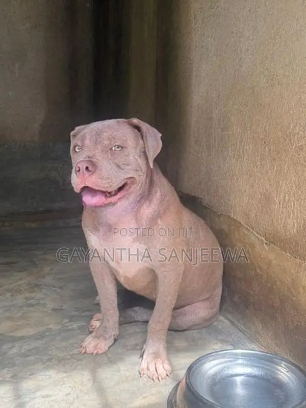 American Bully Puppy