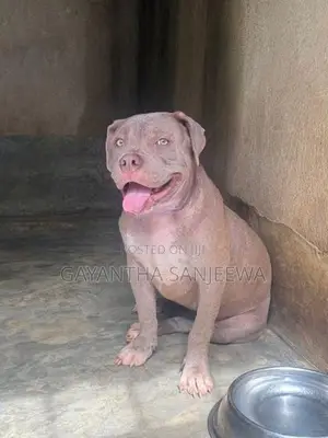 American Bully Puppy
