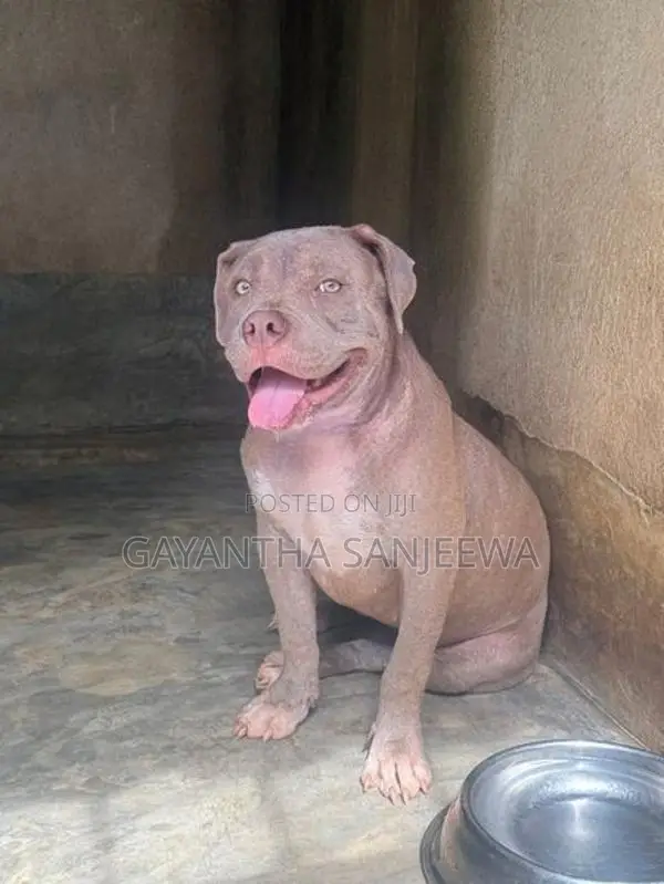 American Bully Puppy