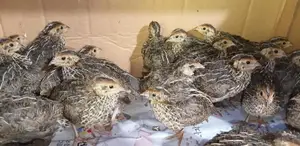 Quail Chicks