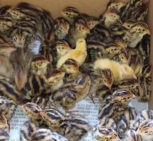 Quail Chicks
