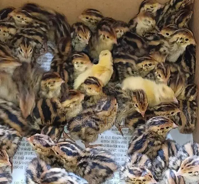 Quail Chicks
