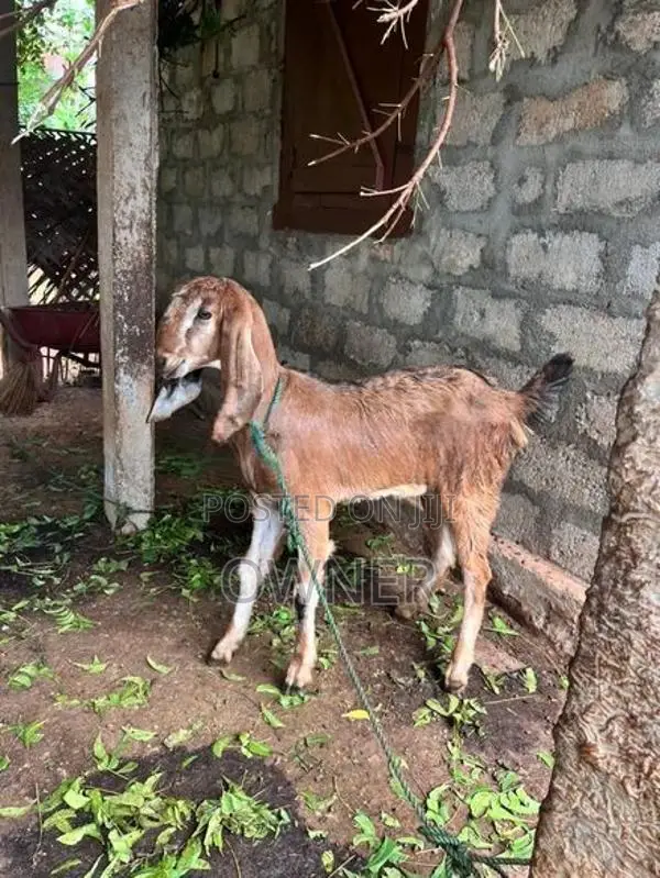 Goats
