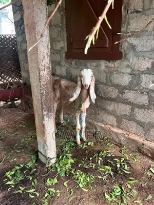Goats