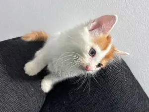 Persian Cross Kitten