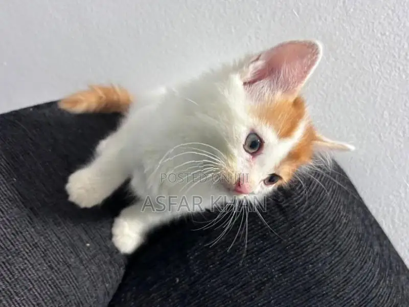 Persian Cross Kitten