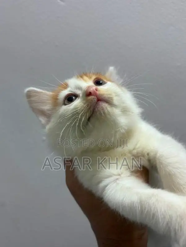 Persian Cross Kitten