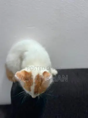 Persian Cross Kitten