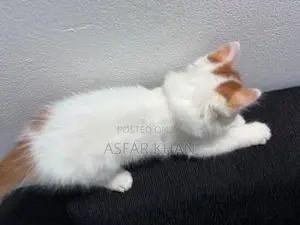 Persian Cross Kitten