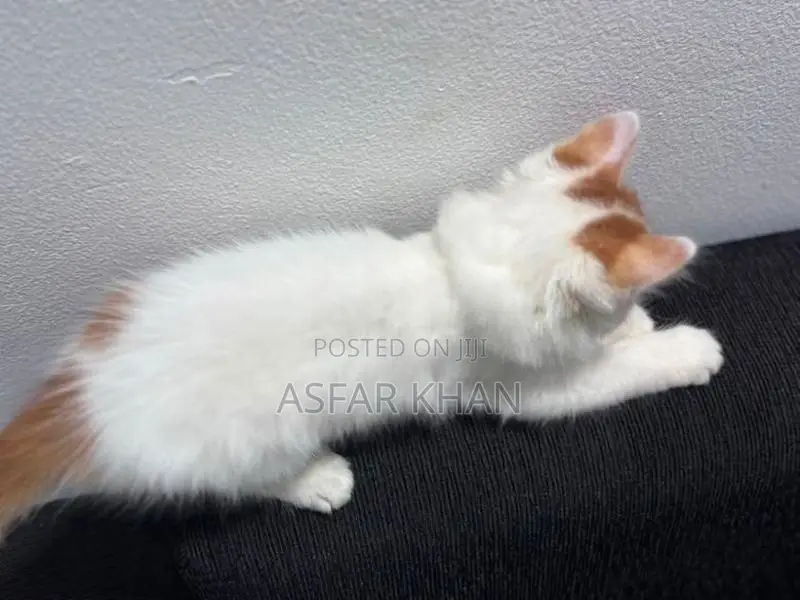 Persian Cross Kitten