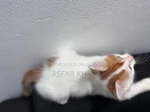 Persian Cross Kitten