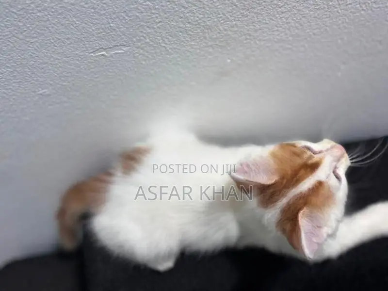 Persian Cross Kitten