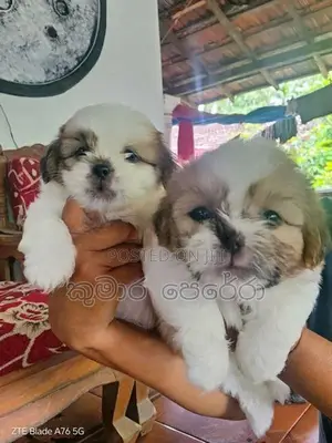Shitzu Puppies