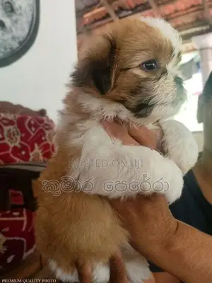 Shitzu Puppies