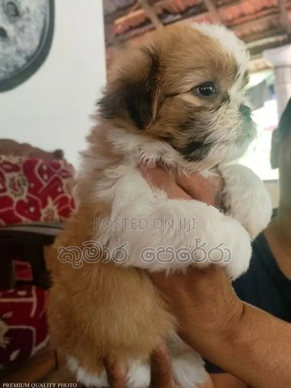 Shitzu Puppies