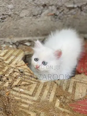 Persian Cat