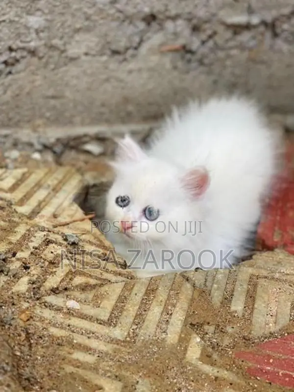 Persian Cat