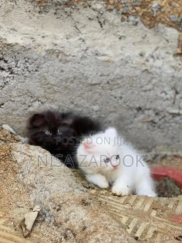 Persian Cat