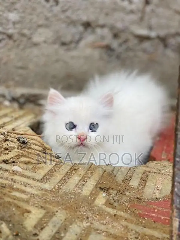 Persian Cat