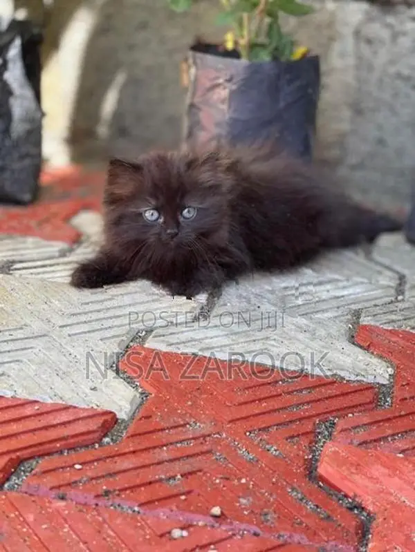 Persian Cat