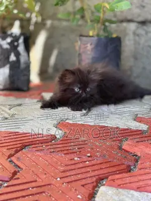 Persian Cat