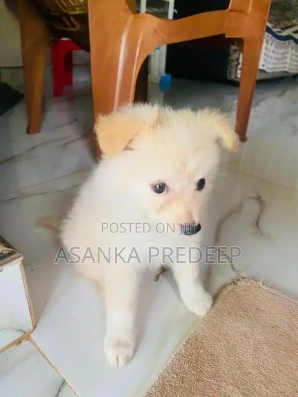 Pomeranian Puppy