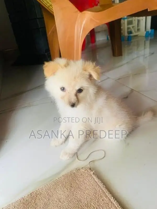 Pomeranian Puppy