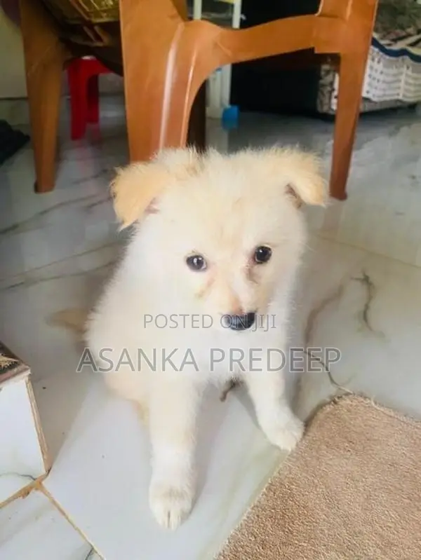 Pomeranian Puppy