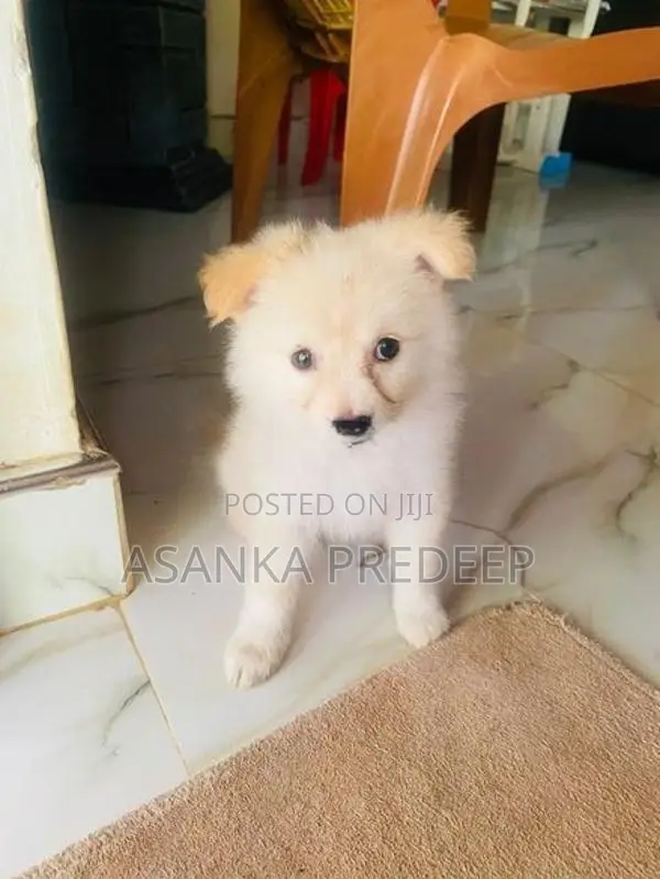 Pomeranian Puppy