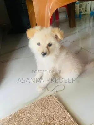 Pomeranian Puppy
