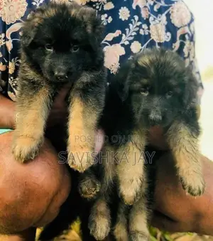 German Shepherd Long Coat Puppies