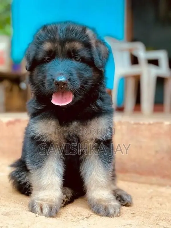 German Shepherd Long Coat Puppies