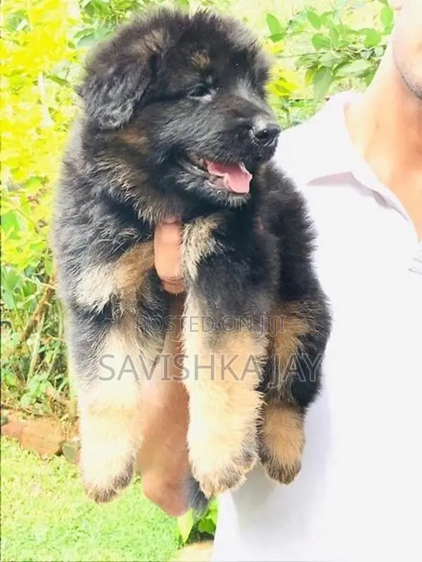 German Shepherd Long Coat Puppies
