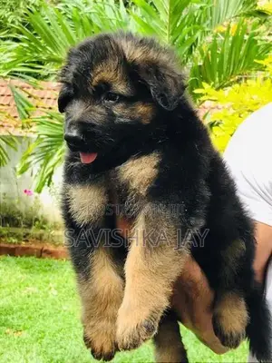 German Shepherd Long Coat Puppies