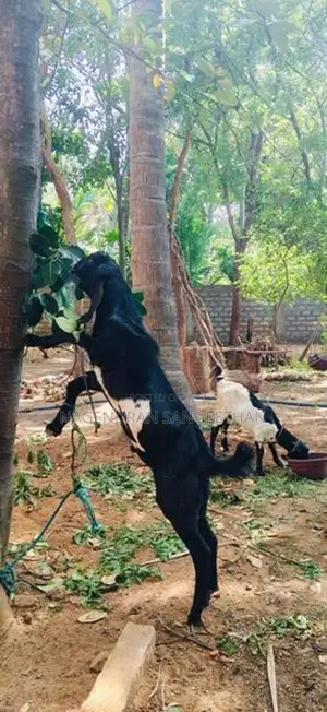 கிடாய் மறி ஆடு