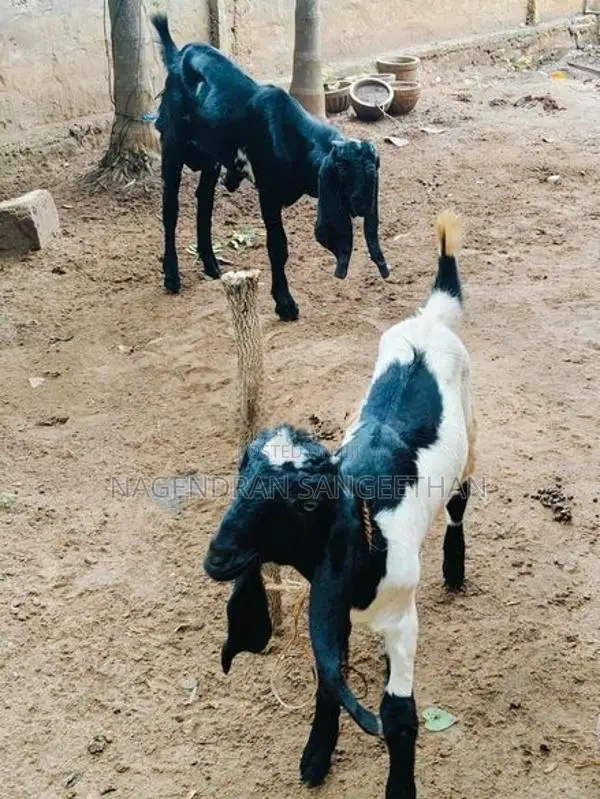 கிடாய் மறி ஆடு