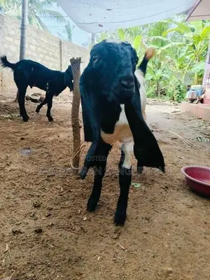 கிடாய் மறி ஆடு